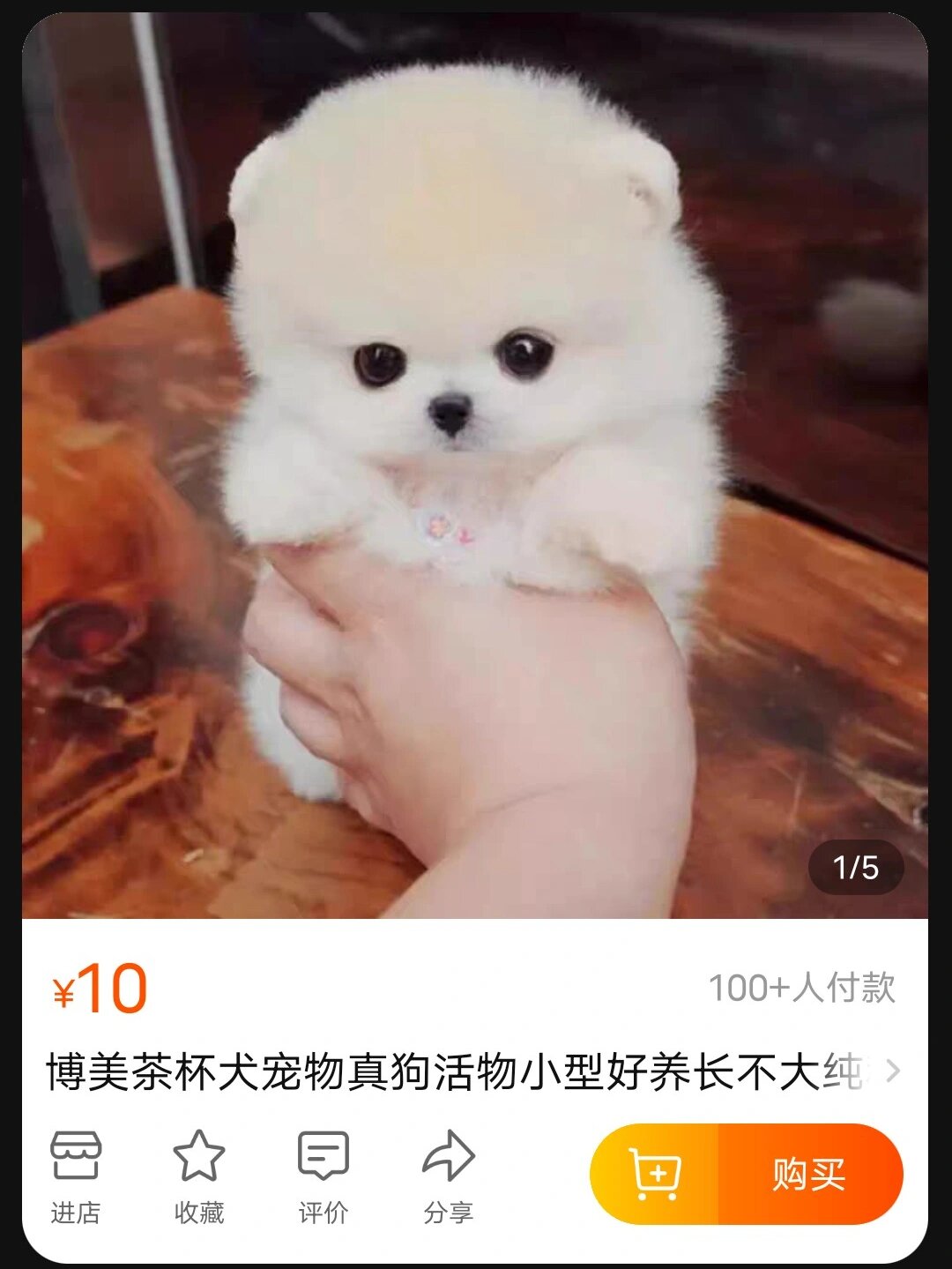 又便宜又可爱的茶杯犬,谁要啊?