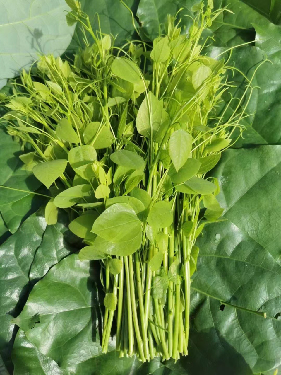 山间野菜,姑娘菜,辣木苗 脆口