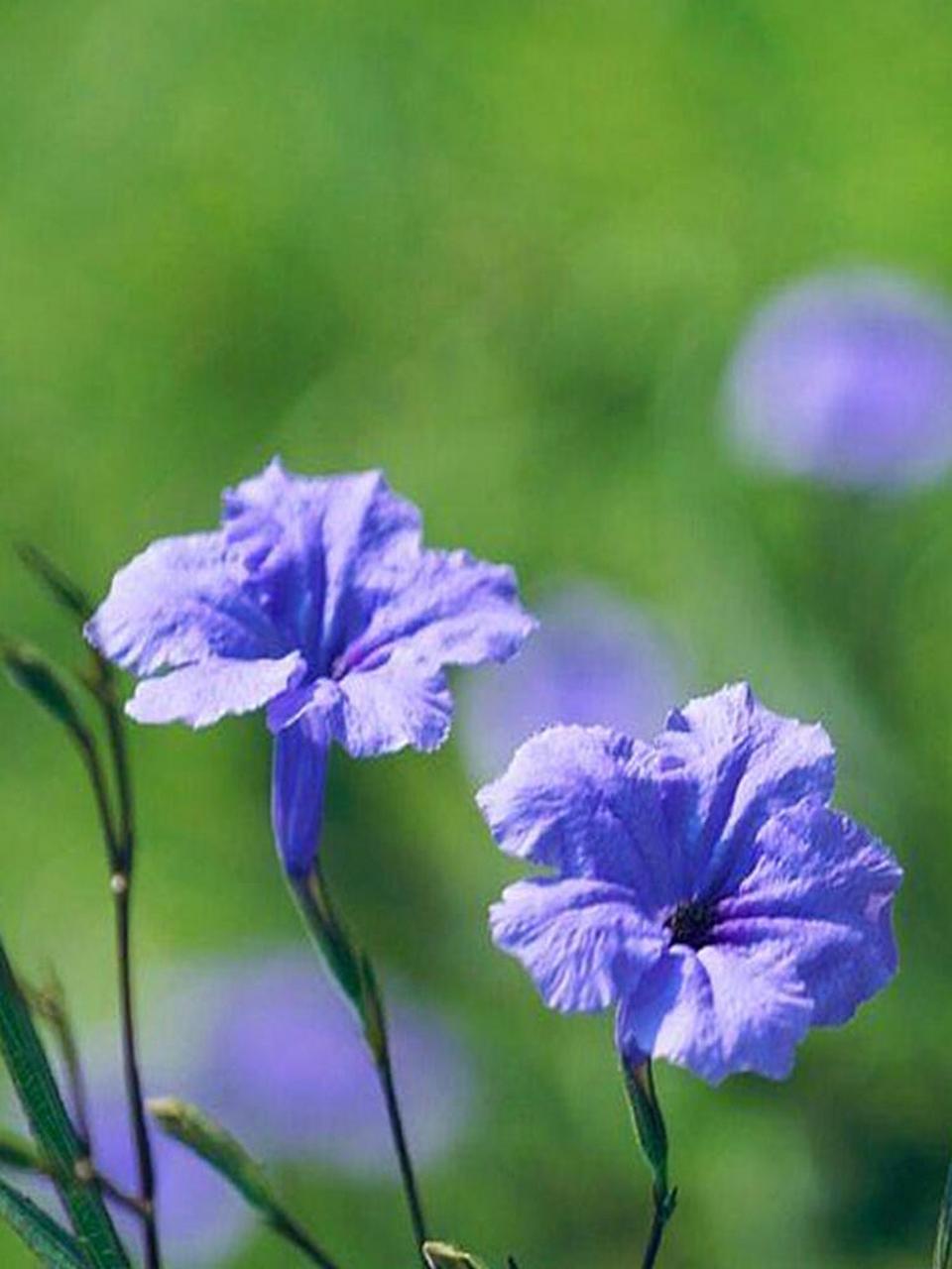 🌊 蓝草不仅是一种植物,更是一种情感的象征,它代表着宁静,平和与