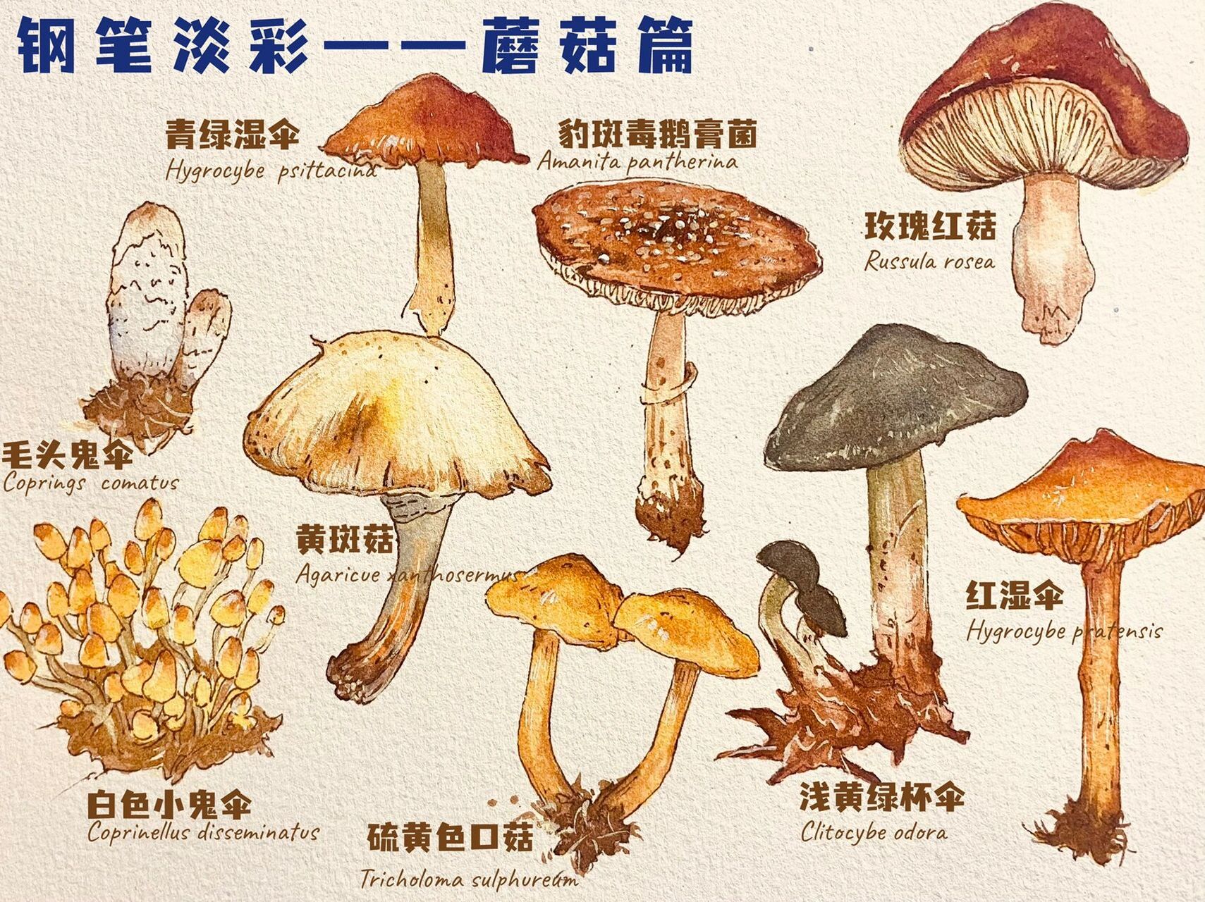 蘑菇的形态结构图介绍图片