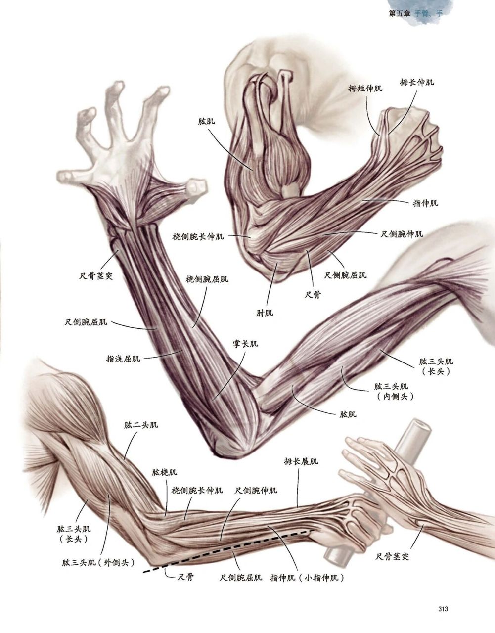 胳膊结构图解大全图片图片