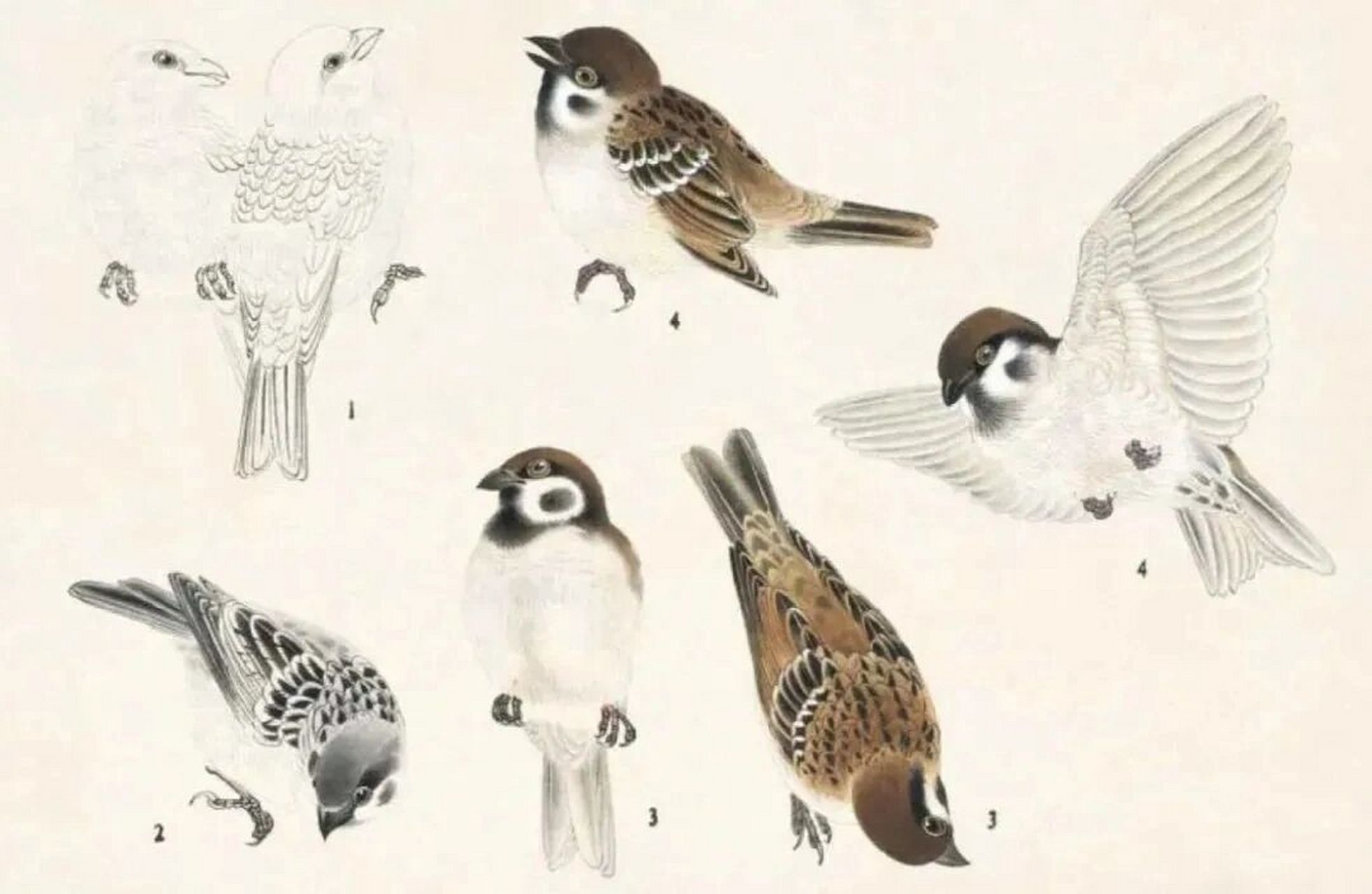 工笔禽鸟设色技法(三) 麻雀的画法: 生活中最常见的麻雀是栗褐色禽鸟