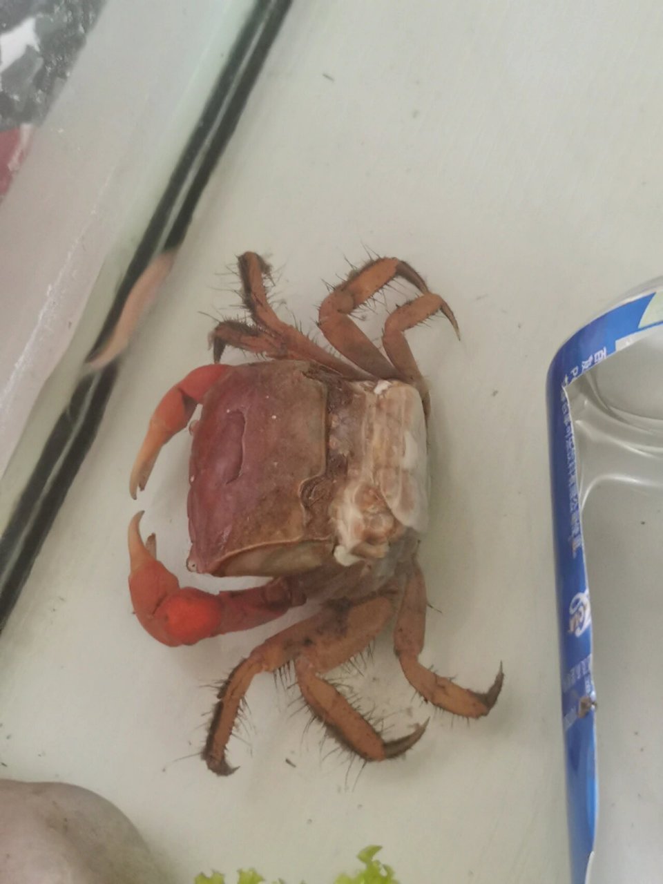 想问一下,我的螃蟹好像脱壳了,但是一动不动,是不是脱壳失败了