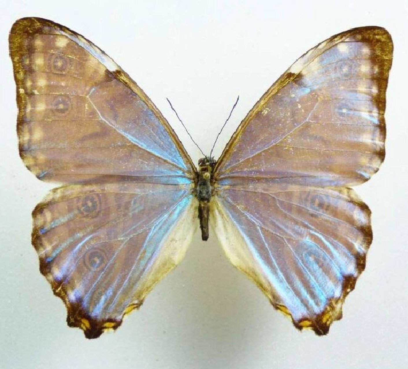 门亮闪蝶市场流通较少,颜色真的很好看#闪蝶# #特价# #和大自然亲密