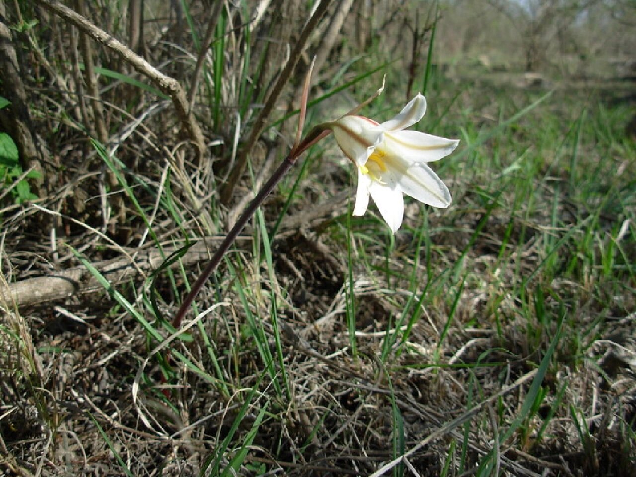 卷叶垂筒花②Ⅰcyrtanthus helictu