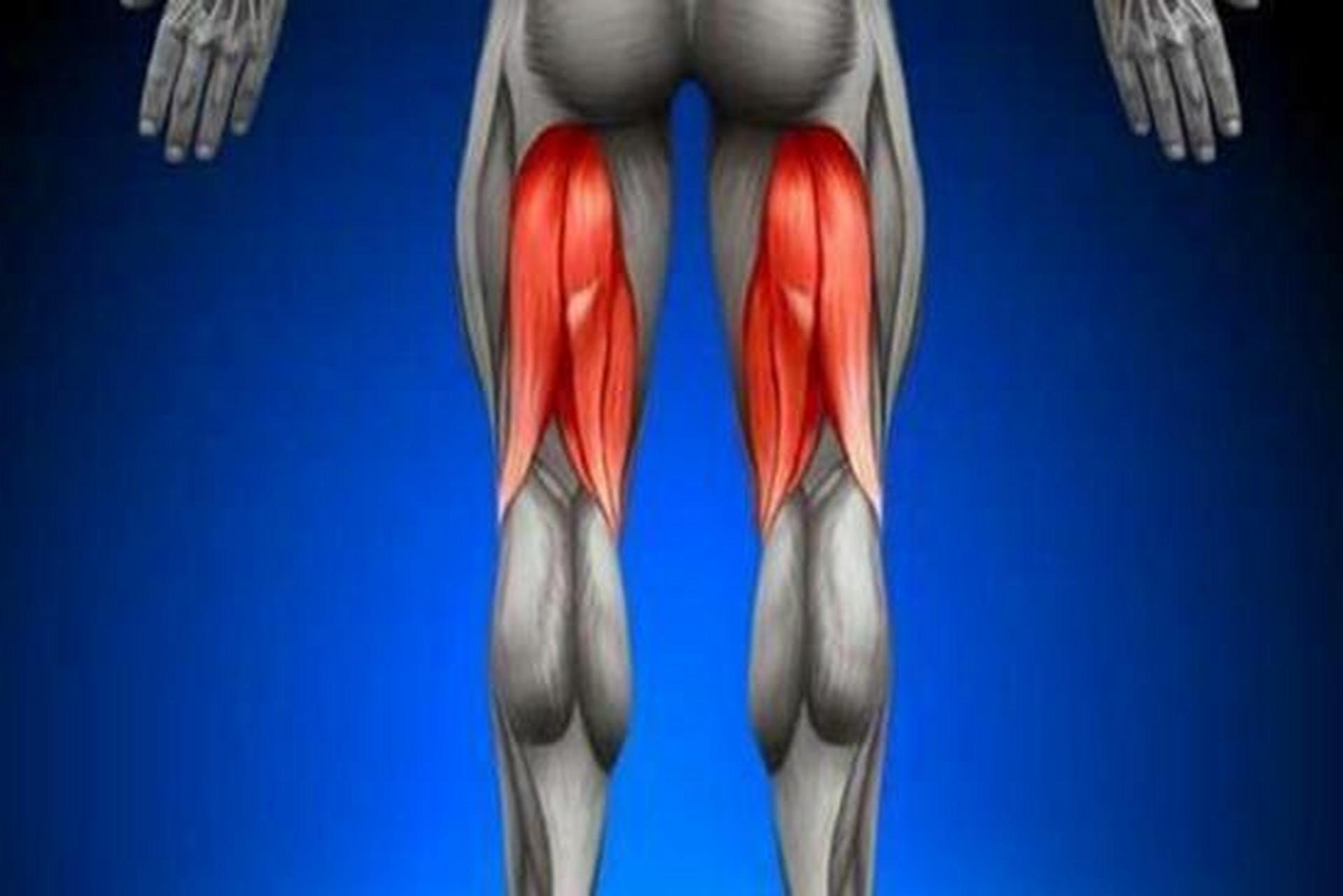 98人体中的二头肌包括肱二头肌和股二头肌,分别位于上臂前侧和大腿.
