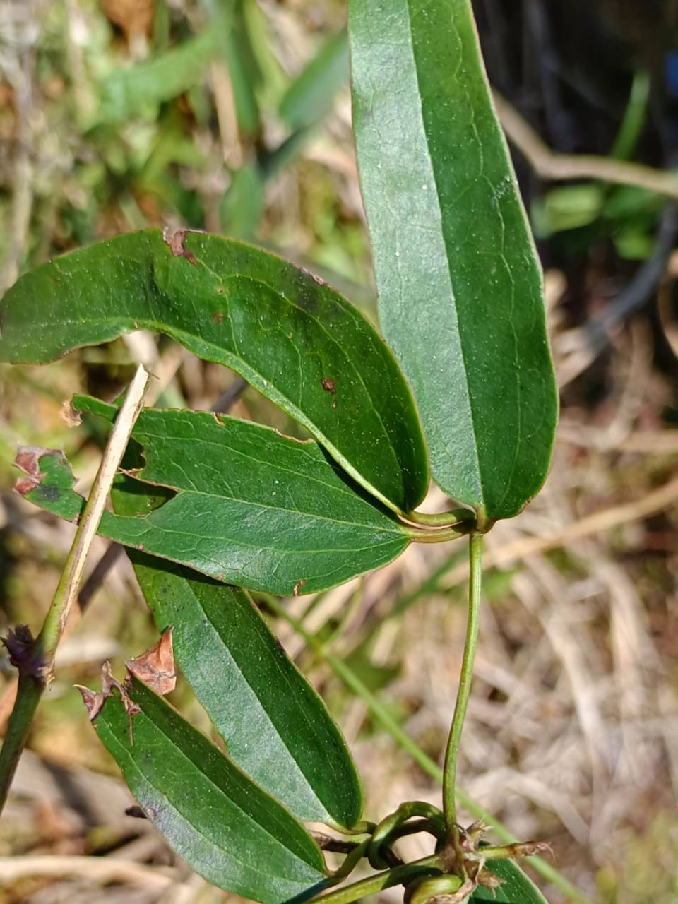 威灵仙主要功效:通经活络   主要功效:通经活络 可用于治疗风湿