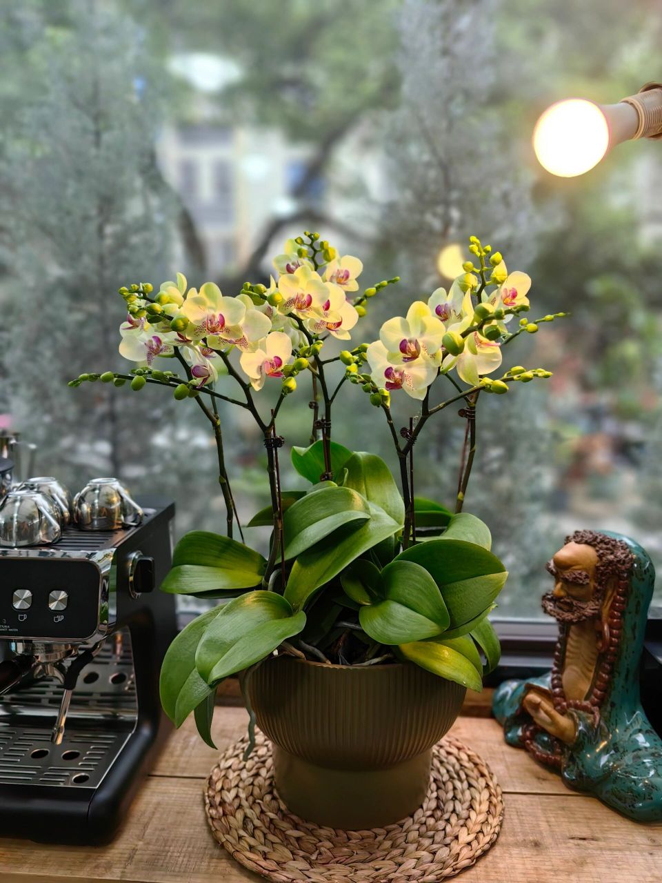 【绿熊】蝴蝶兰新品-无锡花店 【绿熊】新品,6枝花剑蝴蝶兰,花量大
