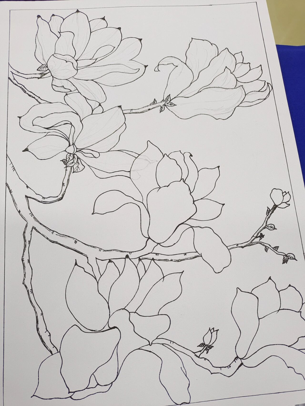 线描植物:白玉兰