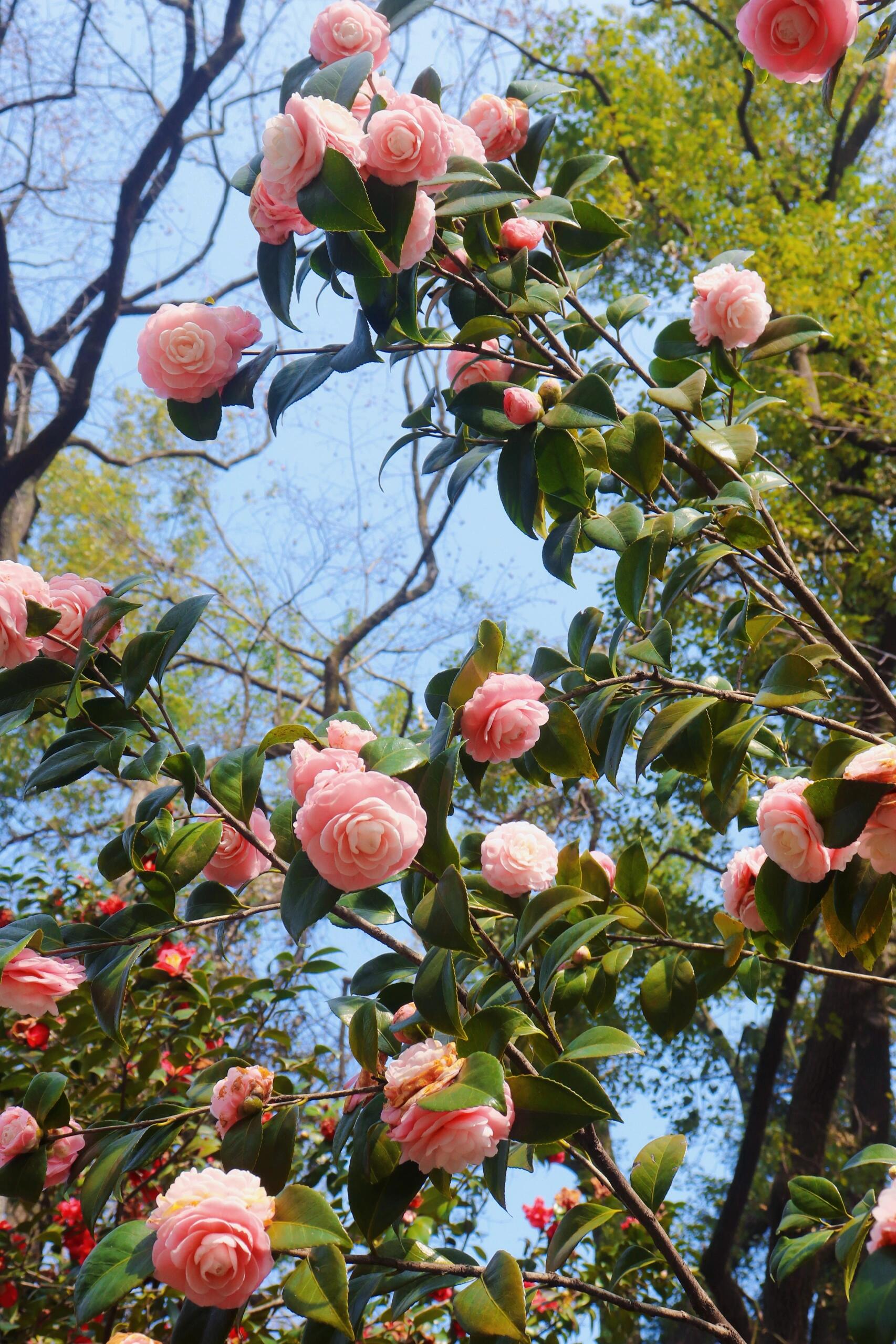 茶花的样子图片