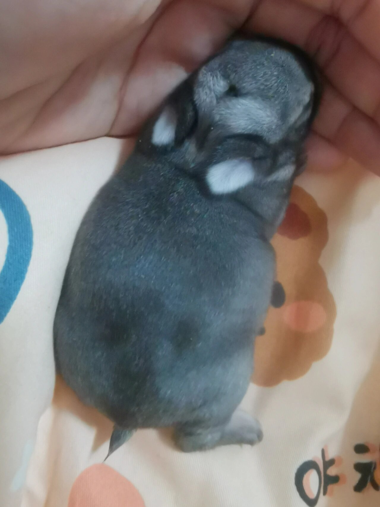 侏儒兔|金吉拉 12.28生的小朋友,独苗苗
