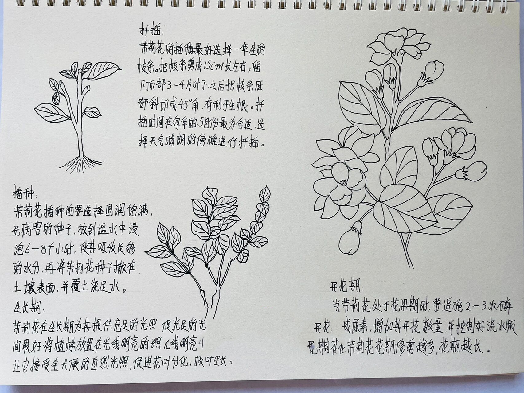 茉莉花自然笔记图片