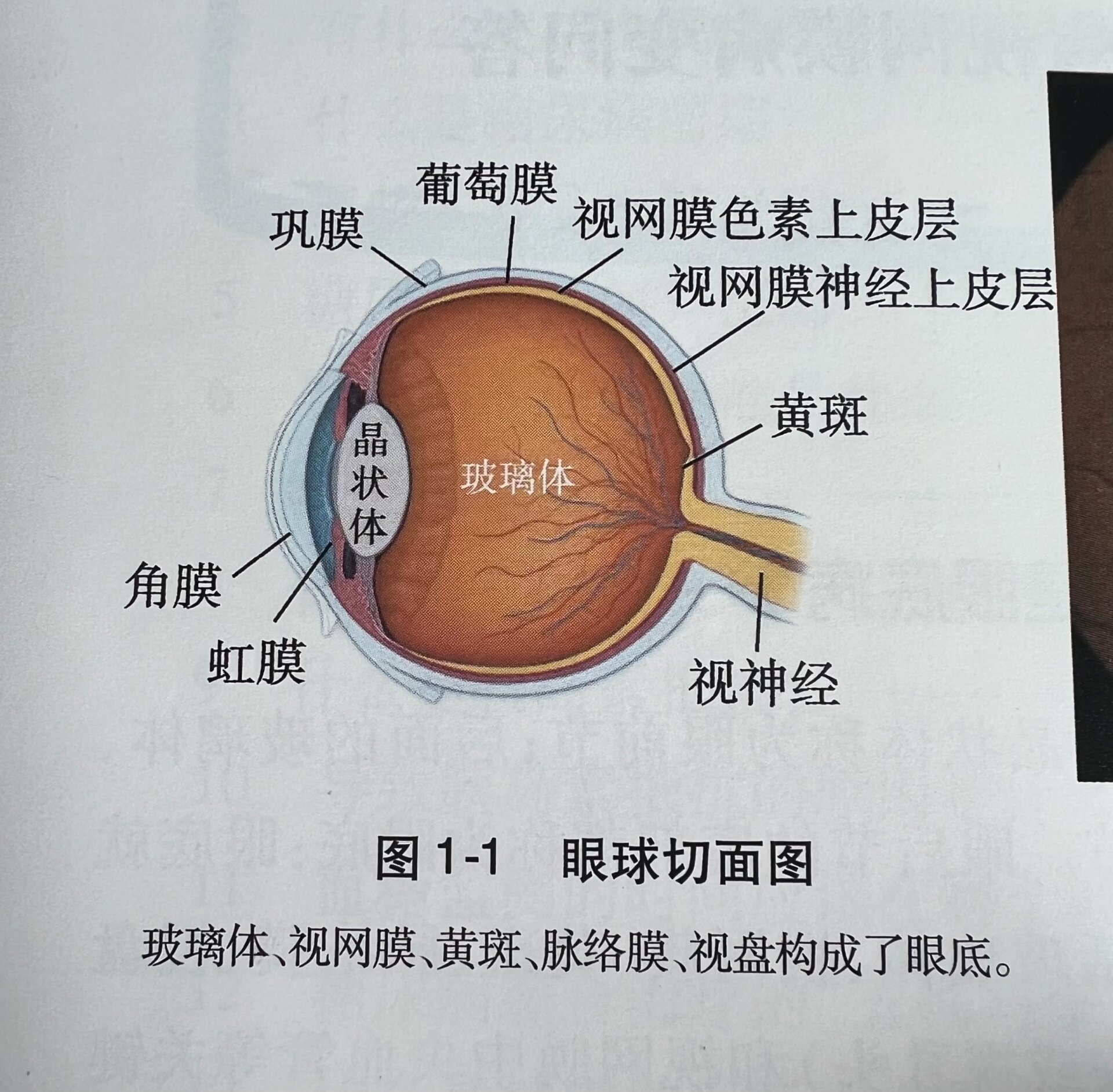 眼前节位置图图片