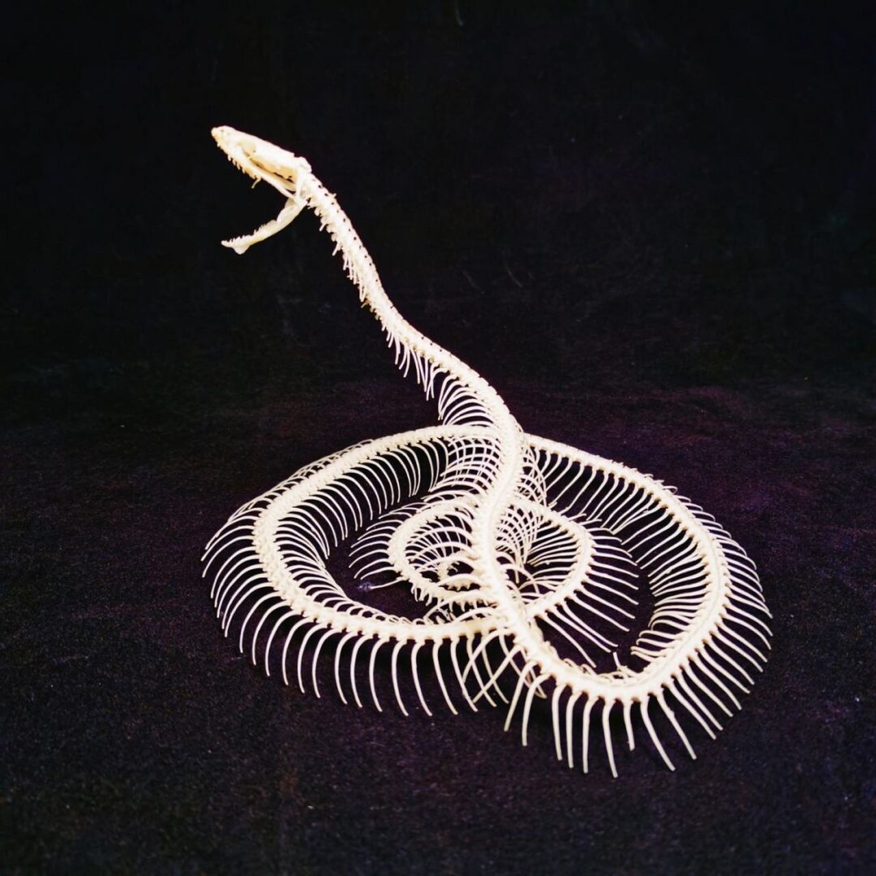 970499 #大人也要玩玩具# #蛇骨# #标本