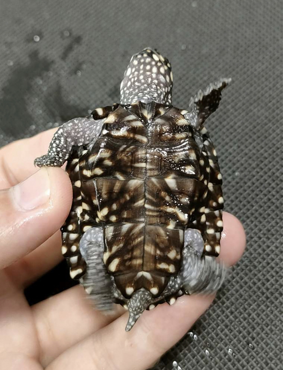 网拍了一只5cm的斑点龟 网拍了一只5cm的斑点龟,看起来斑点蛮多的,再