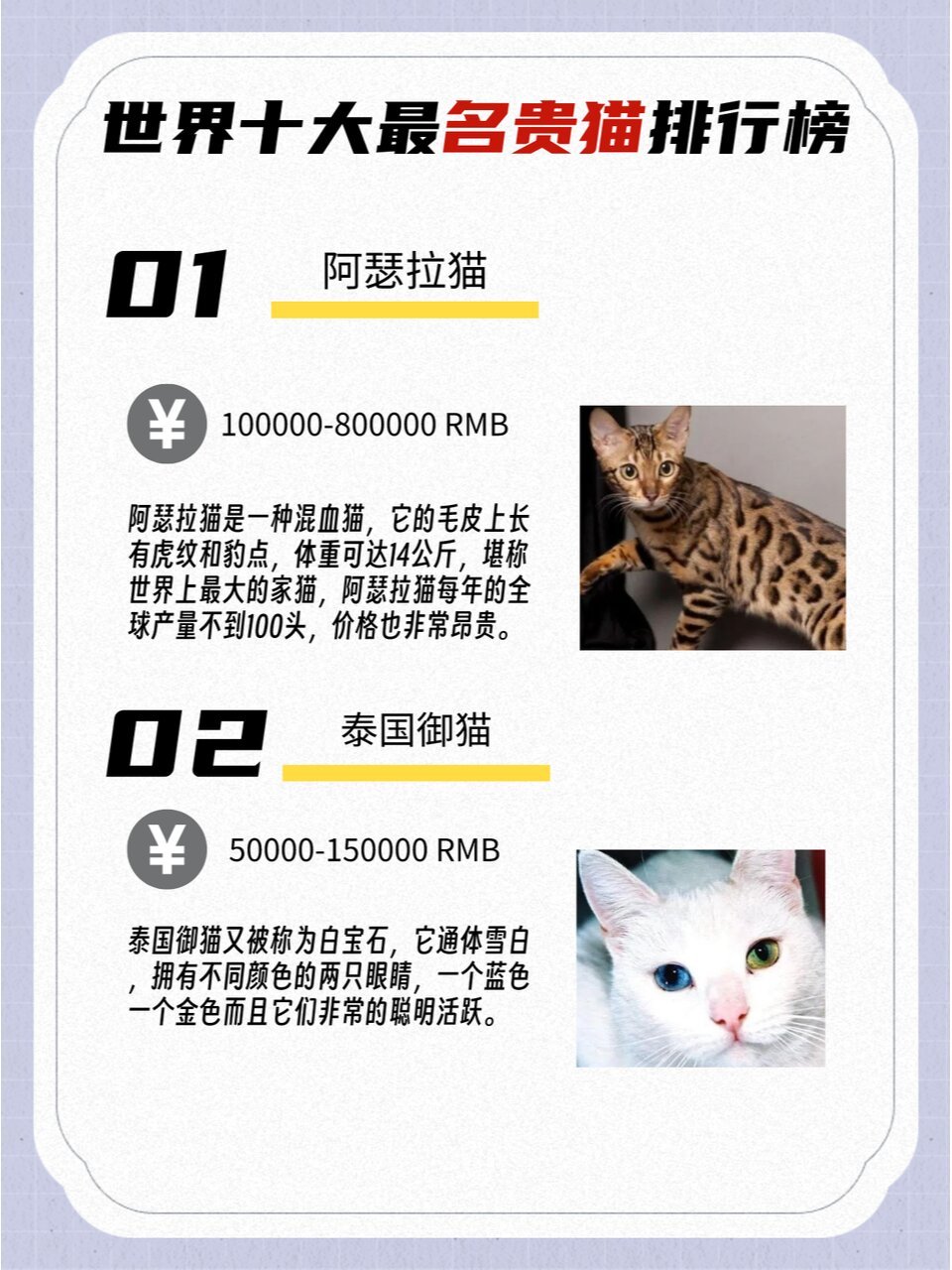 世界十大最名贵的猫排行榜 波斯猫上榜 猫咪是一种非常可爱的动物94