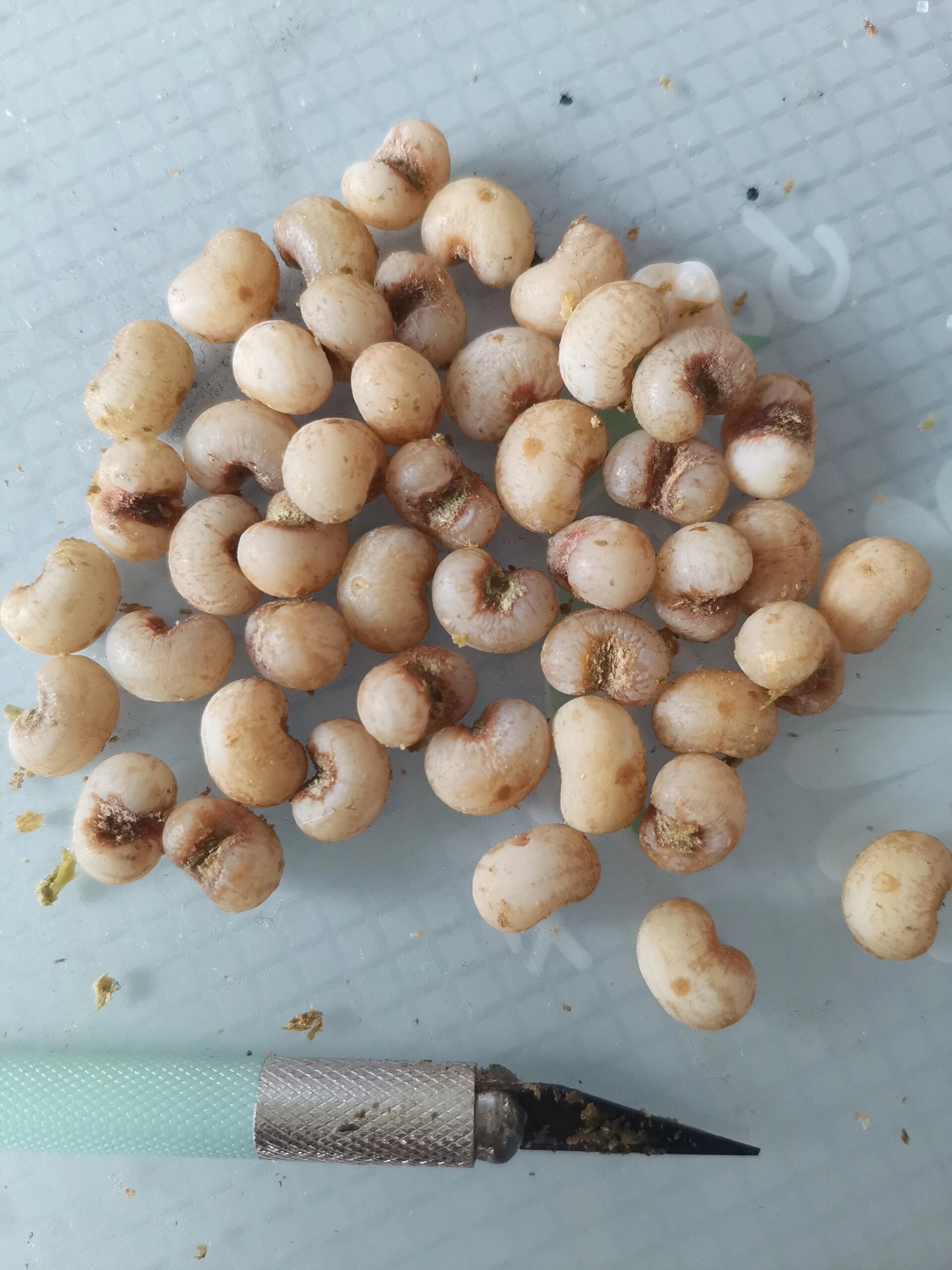 绿化带文玩,棕榈树种子手串,终于知道怎么拥有又白不