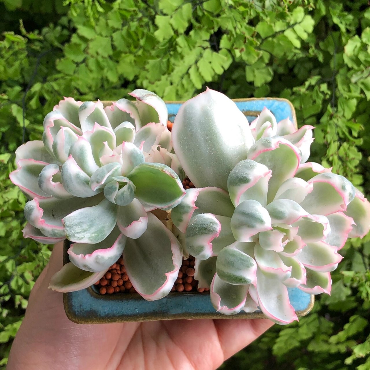 424多肉薄叶系,伯克利锦养护 薄叶系多肉储水能力相对后叶系来说肯定