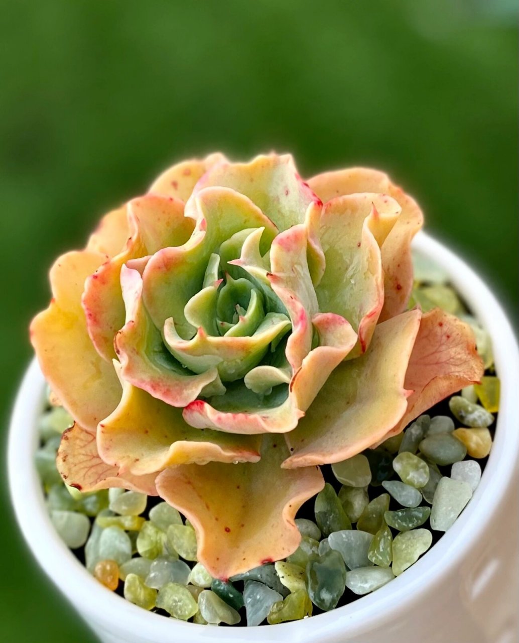 🌊具有弯曲波浪叶片的浪漫多肉～"水瓶座"🌷 水瓶座是景天科拟石