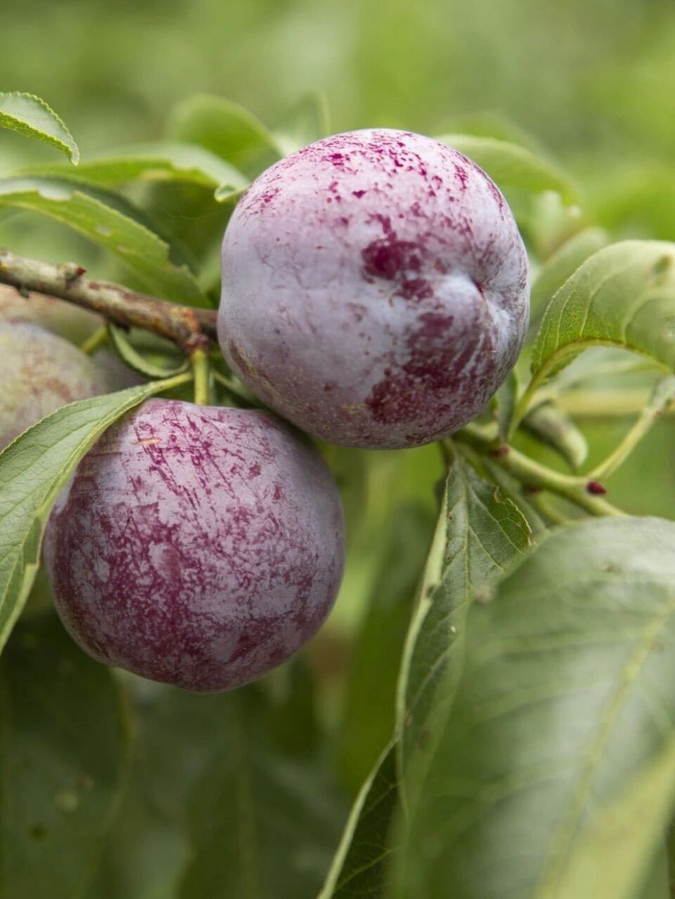 酸甜爽口的五月脆李子谁能不爱呢!