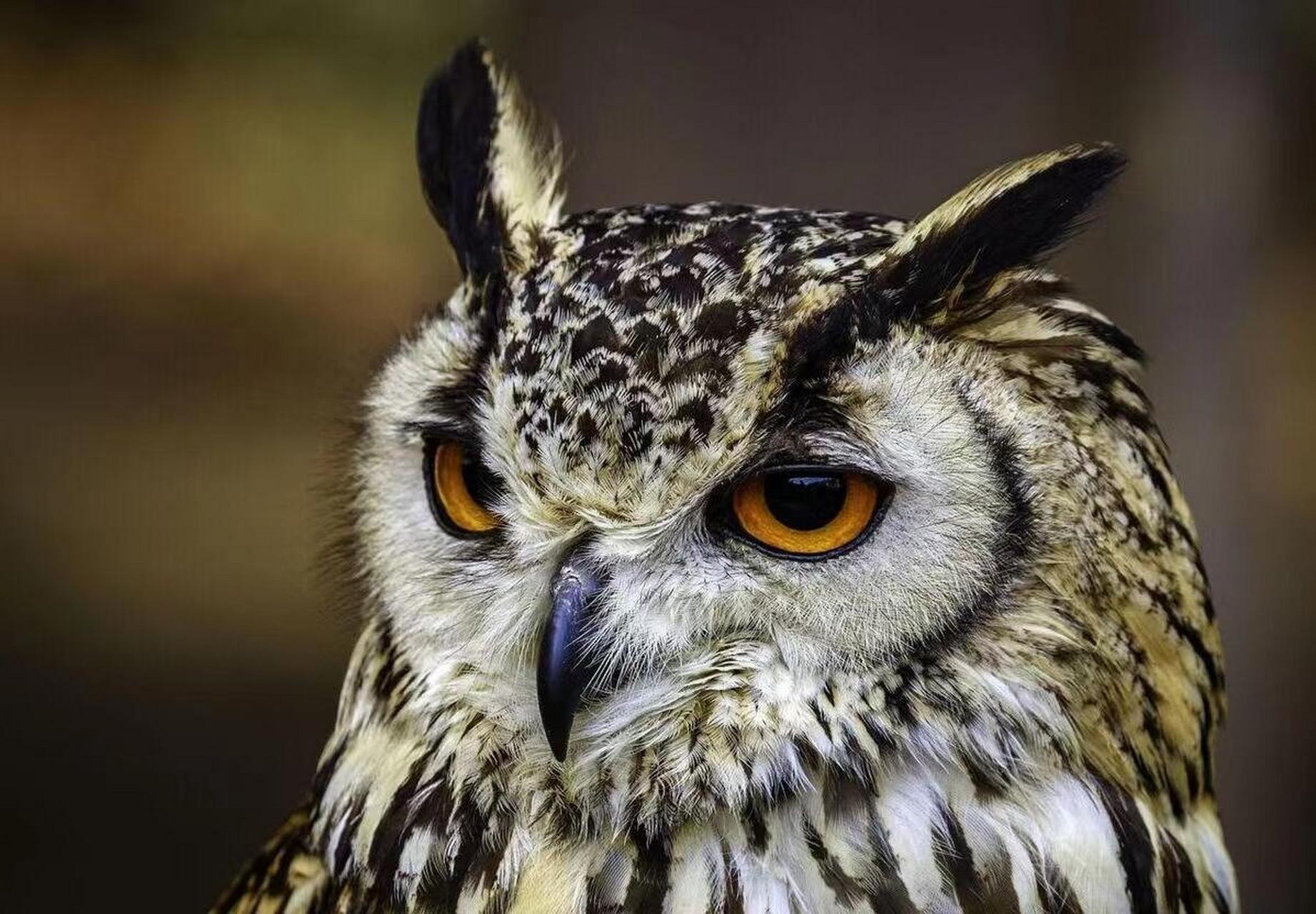 这两种动物的叫声预示不祥,你信吗 一,猫头鹰 	 猫头鹰又称夜猫子,是