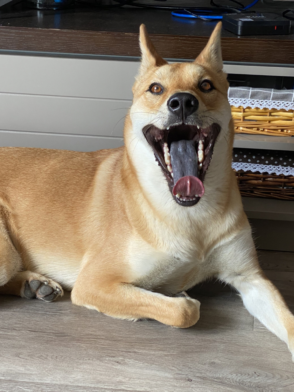 要不要看看我的黑舌头93 从小就被问这狗93怎