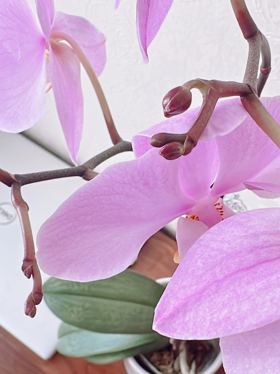 蝴蝶兰|优秀,密尔沃基   91美在优雅:颜色,花型,叶片和株型,气质