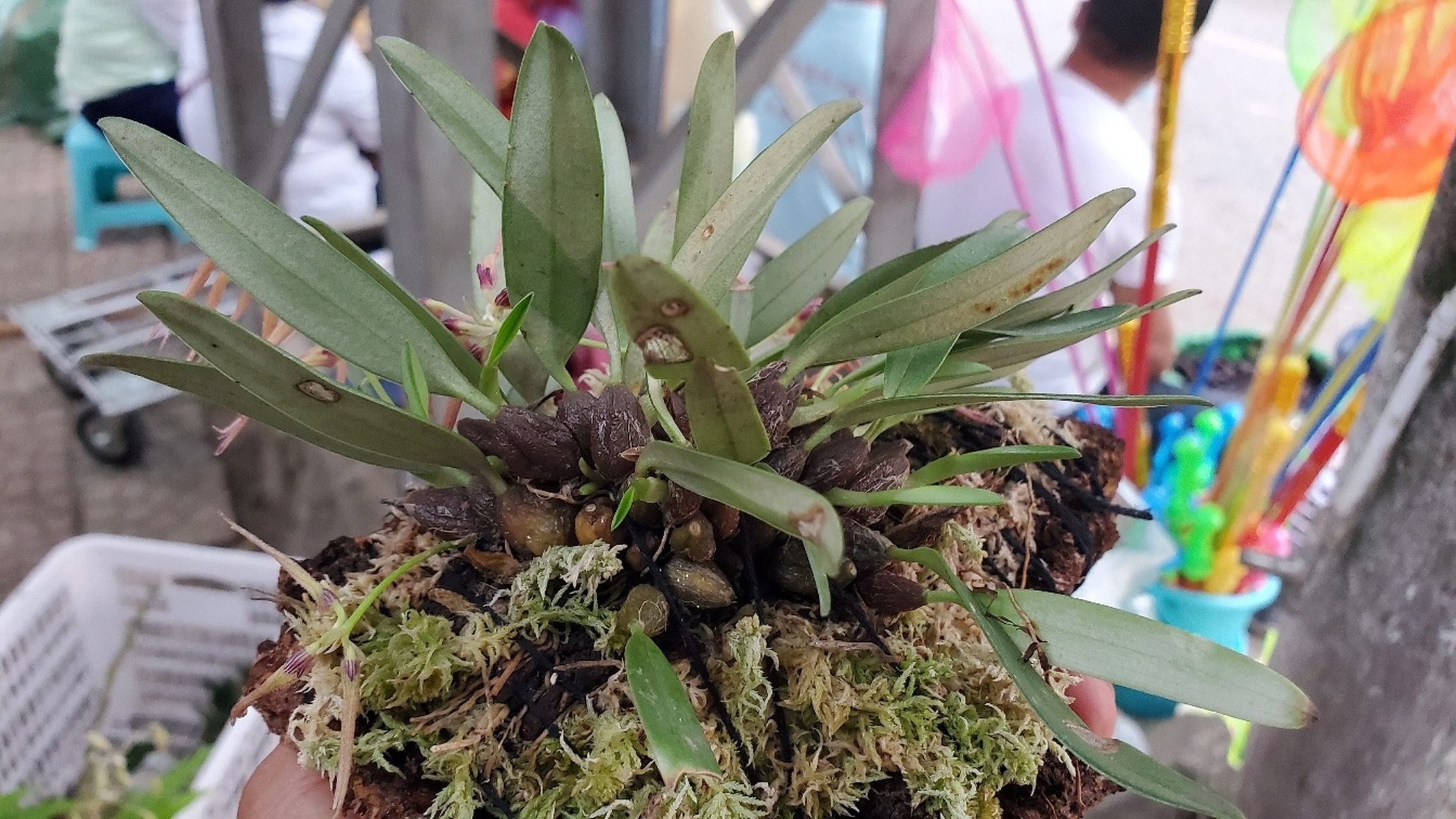 罕见的卷瓣兰品种 #花卉绿植
