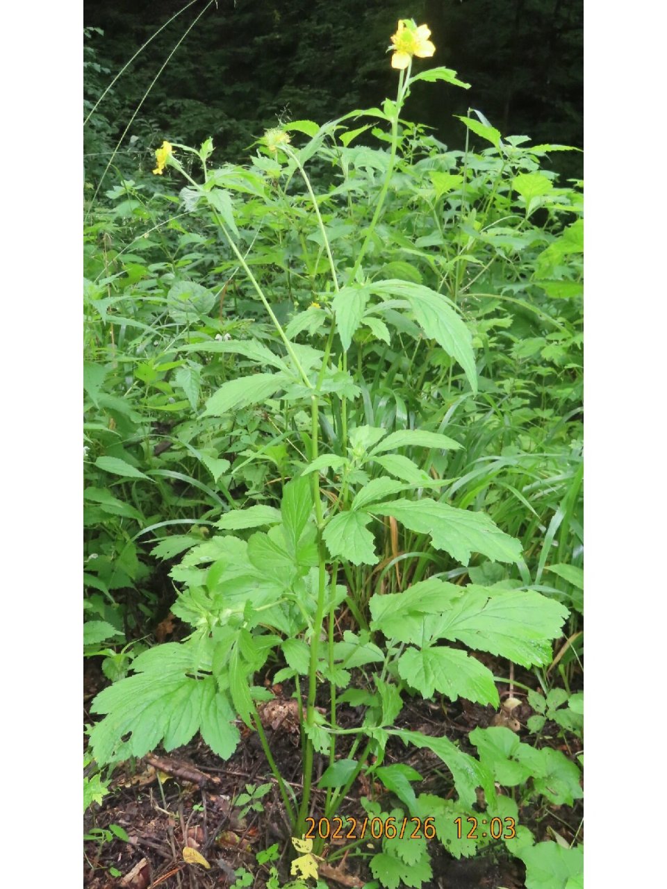 路边青,蔷薇科路边青属多年生草本植物 也叫水杨梅