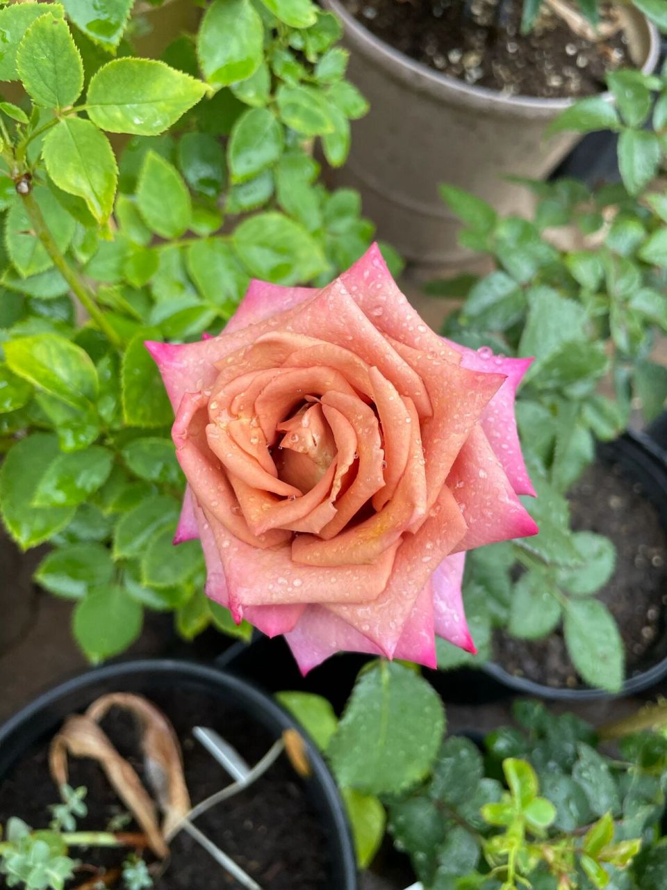 月季|barista咖啡师 一款切花月季,这是初花,刚开颜色偏深,之后逐渐