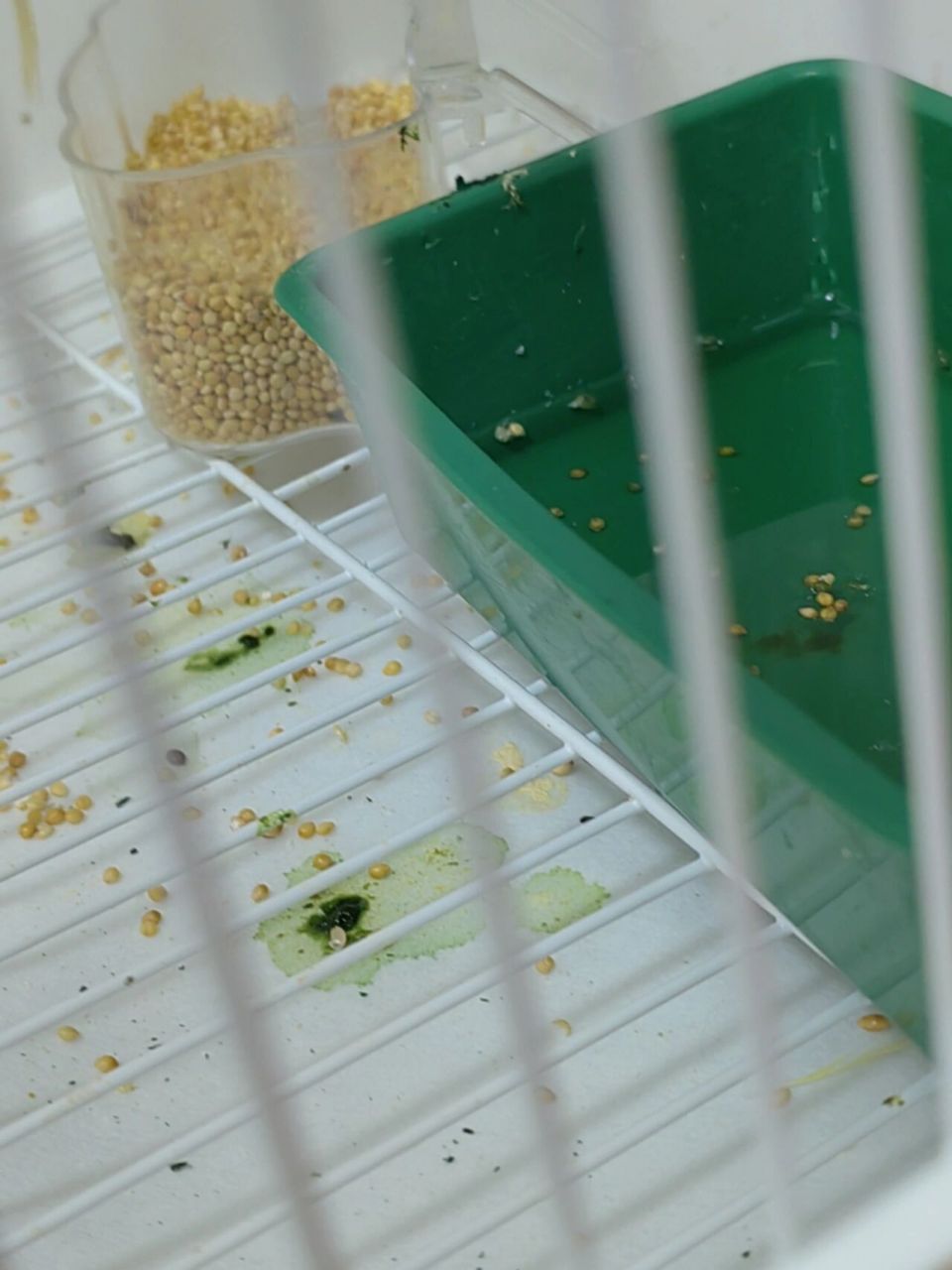 刚到家的玄凤便便是绿色的 今天刚刚到家,便便是绿的还带水,屁股上一