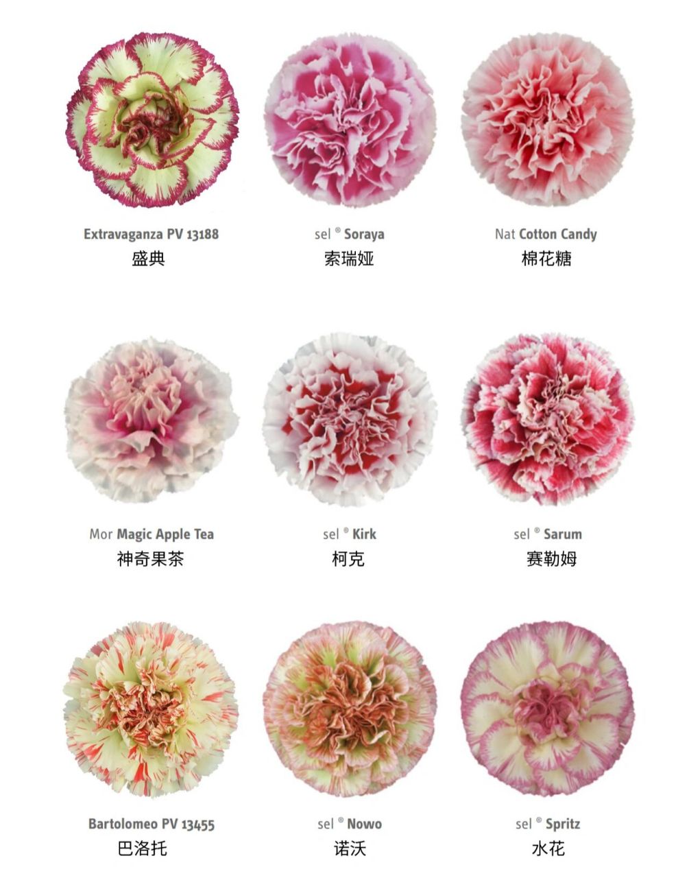 复古色切花康乃馨品种图鉴 97最新最全的复色切康合集 一朵花儿上