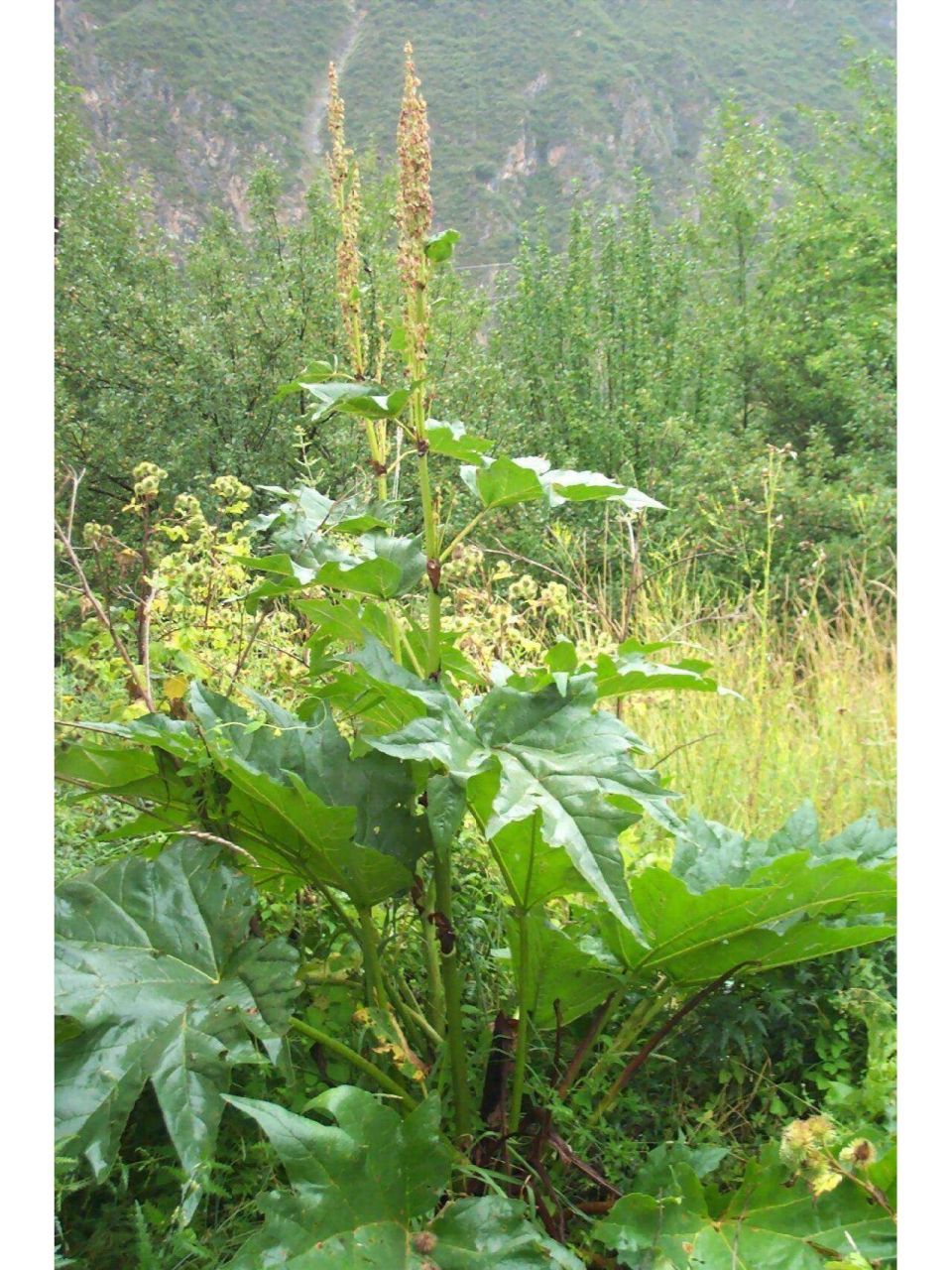 每日认识一味中药——大黄 蓼科植物 入药部位:干燥根及根茎 "北大黄"