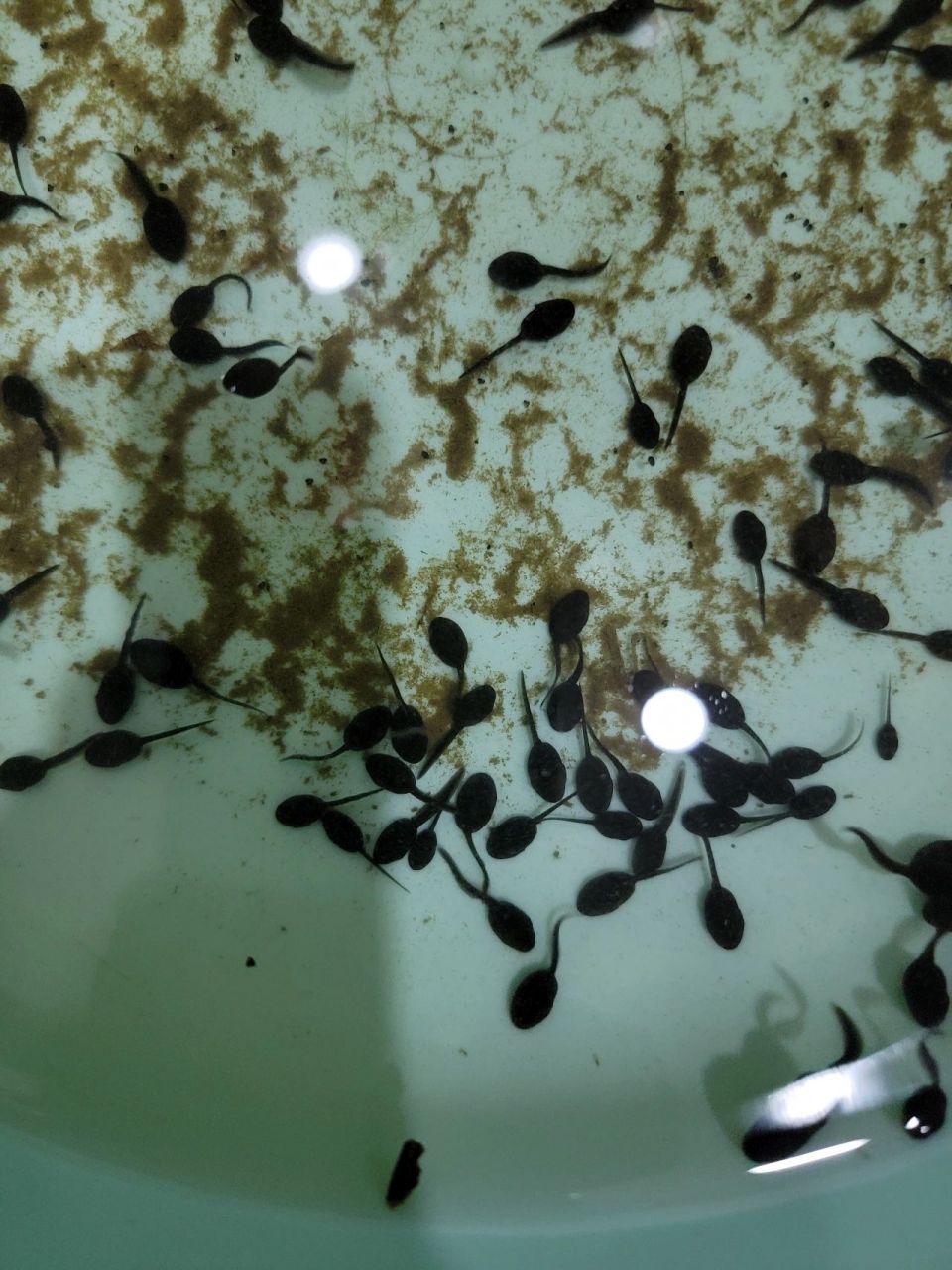 各位专家学者,今天抓了好多小蝌蚪,怎么区分是青蛙还是蟾蜍的小时候