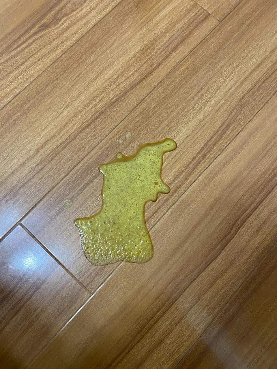 猫咪这几天一直吐这种黄色液体是什么原因?