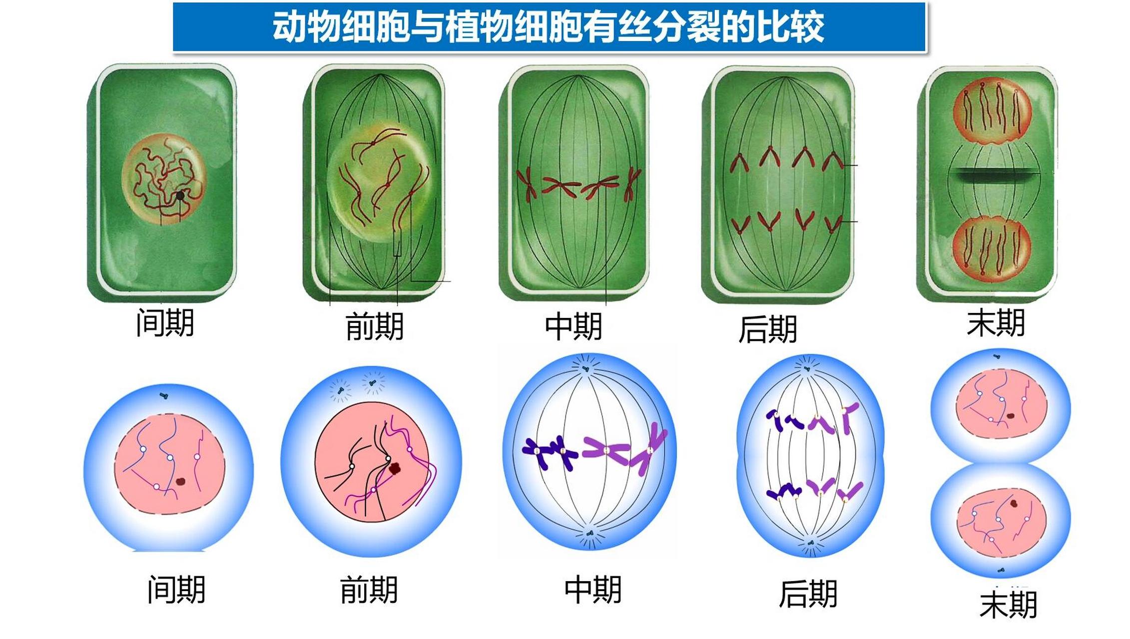 植物细胞和植物细胞有丝分裂图像比较 有丝分裂图像