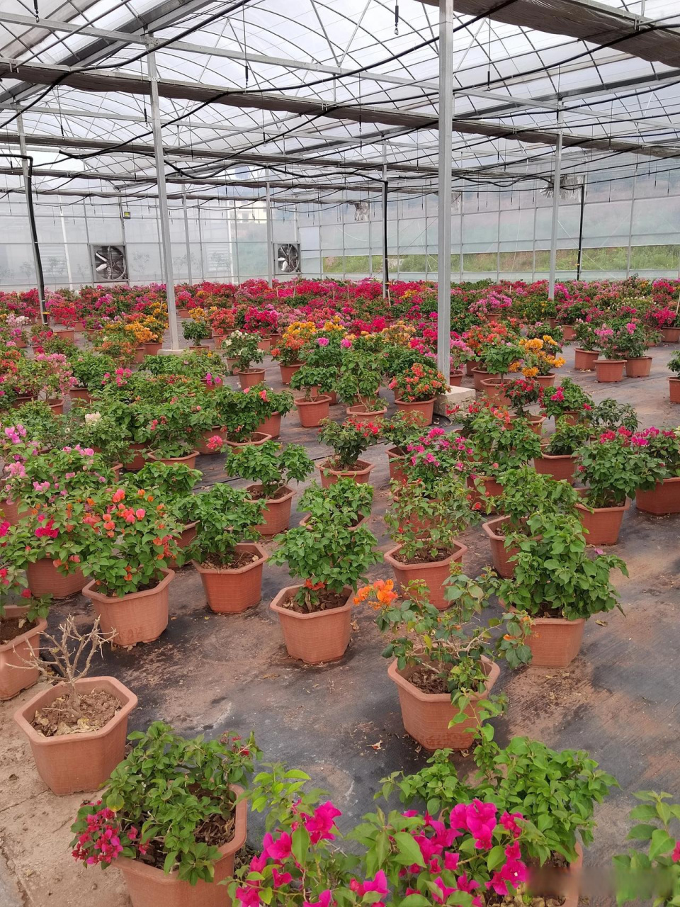 重庆铜梁西三角梅基地三角梅花开正艳,塑料大棚里面各种花色的三角梅