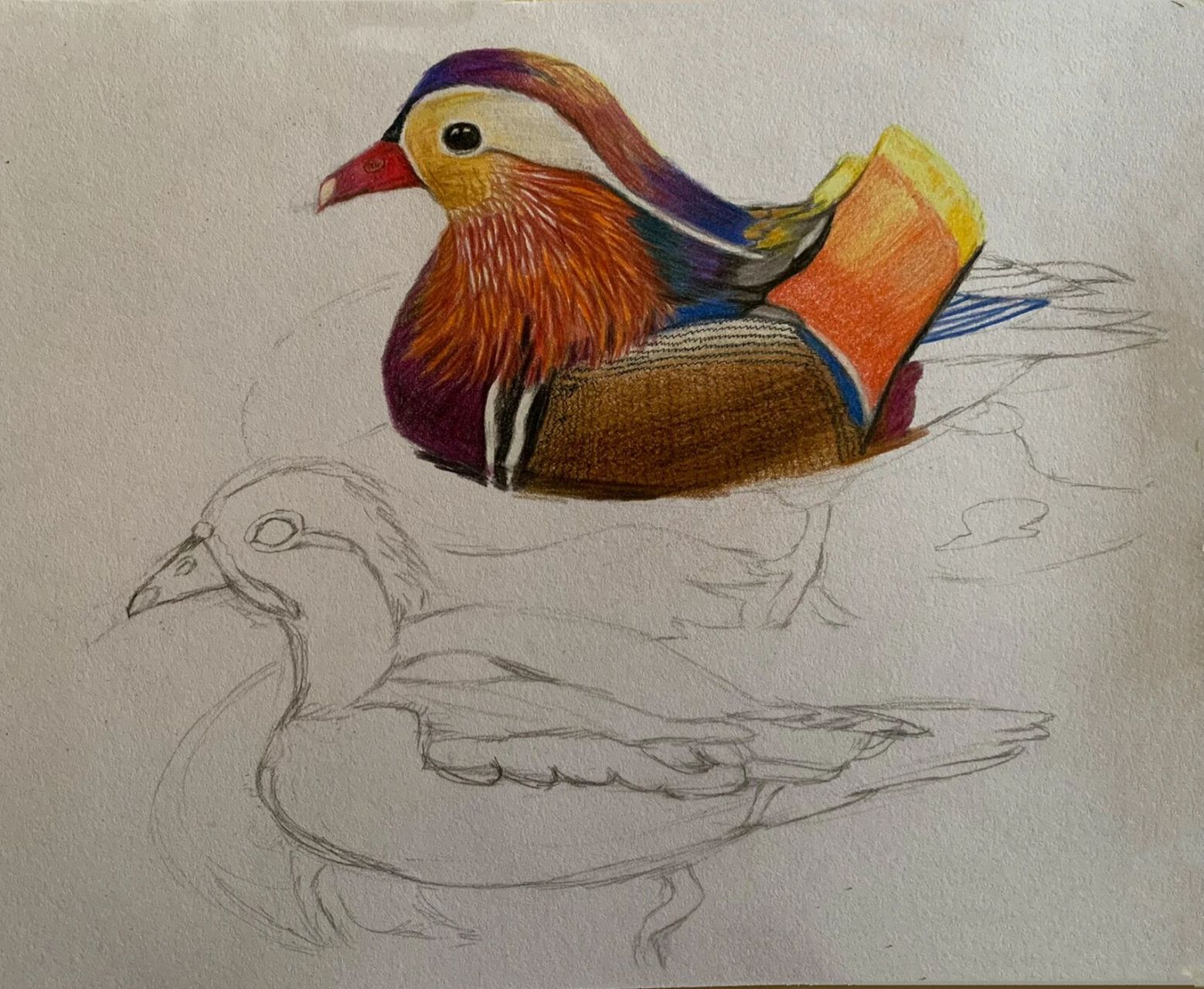 鸳鸯戏水#彩铅鸳鸯#彩铅步骤分解图 最后加了荷叶没画好!