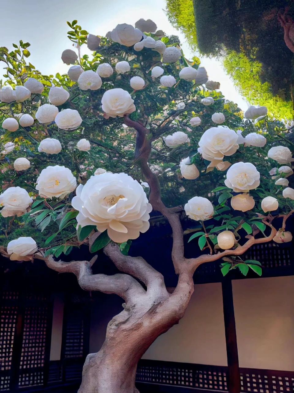白山茶花 白山茶