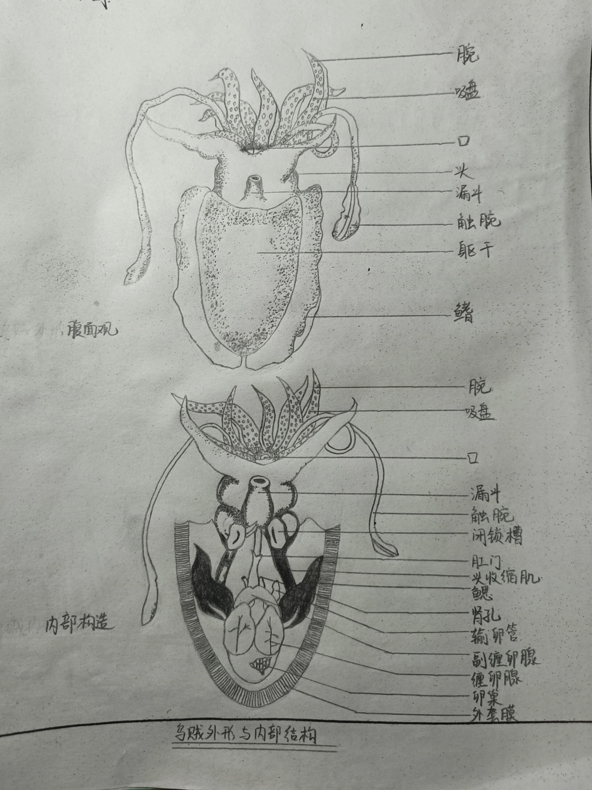 对虾结构图图片