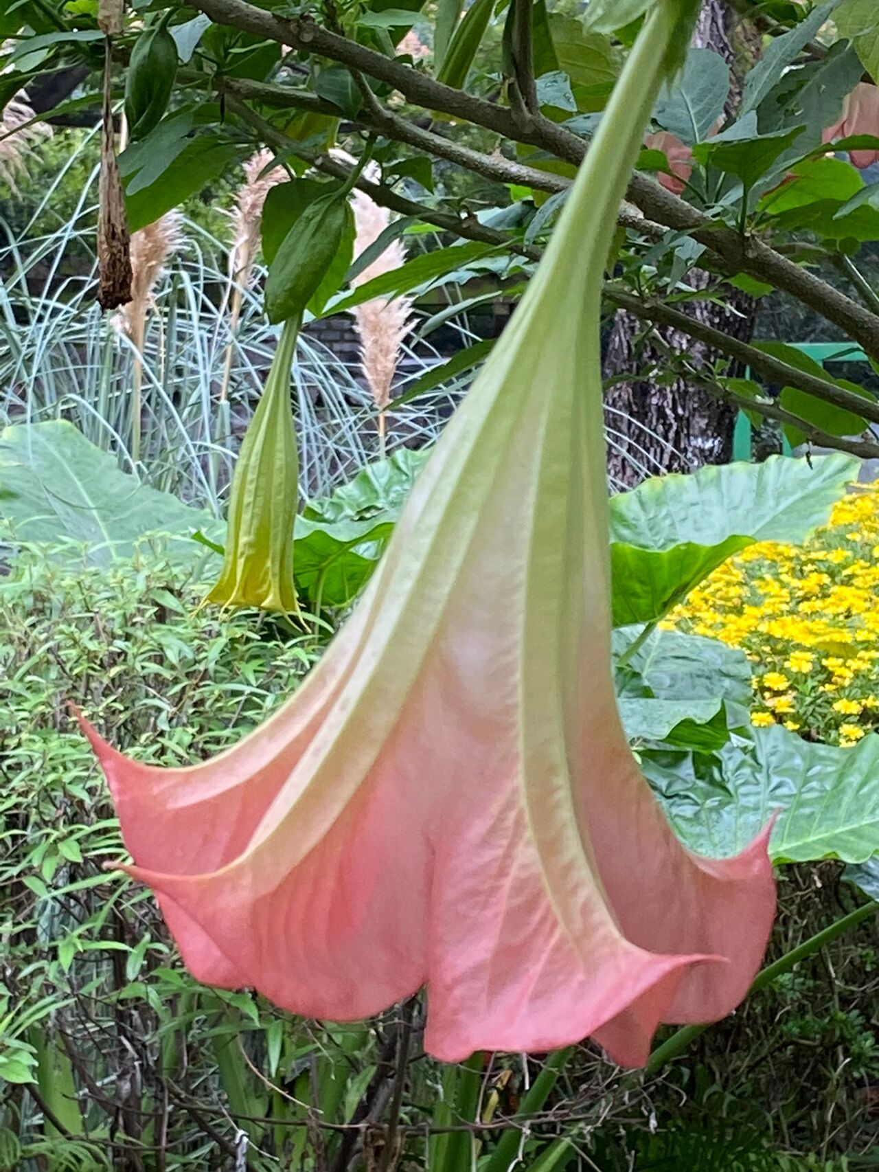 曼陀罗花(粉色)