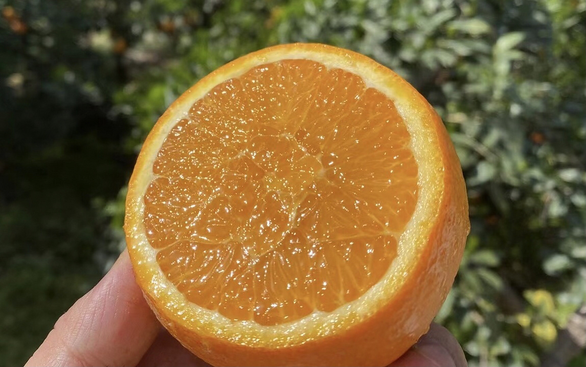 帝王橙92伦晚橙,真是甜啊… 昨天,秭归伦晚才开园; 但在某宝上