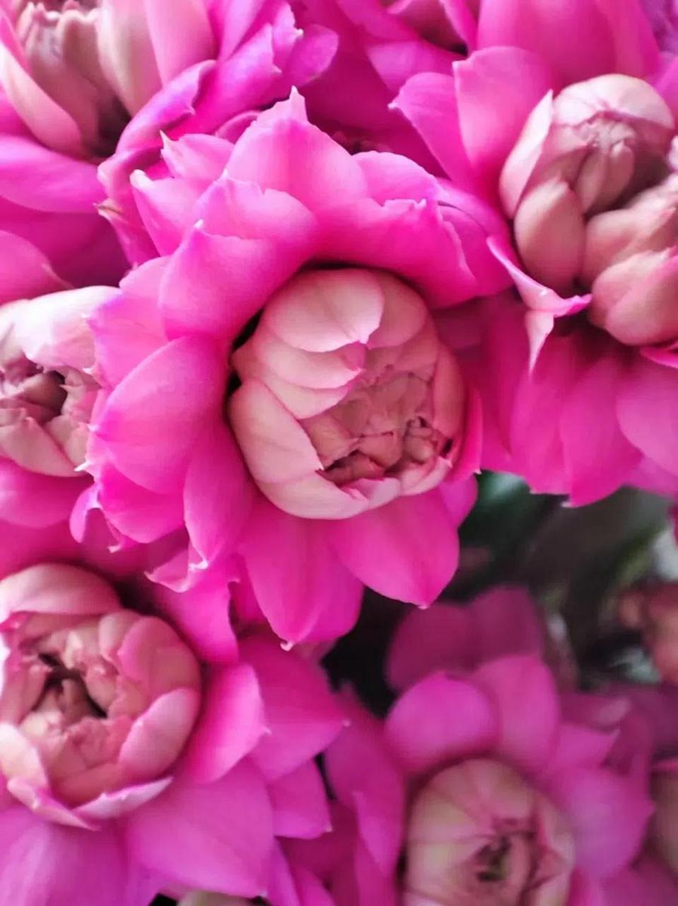 不知诸位是否曾栽培过"惊艳"这一品种的长寿花,近年来我培育了不少,也