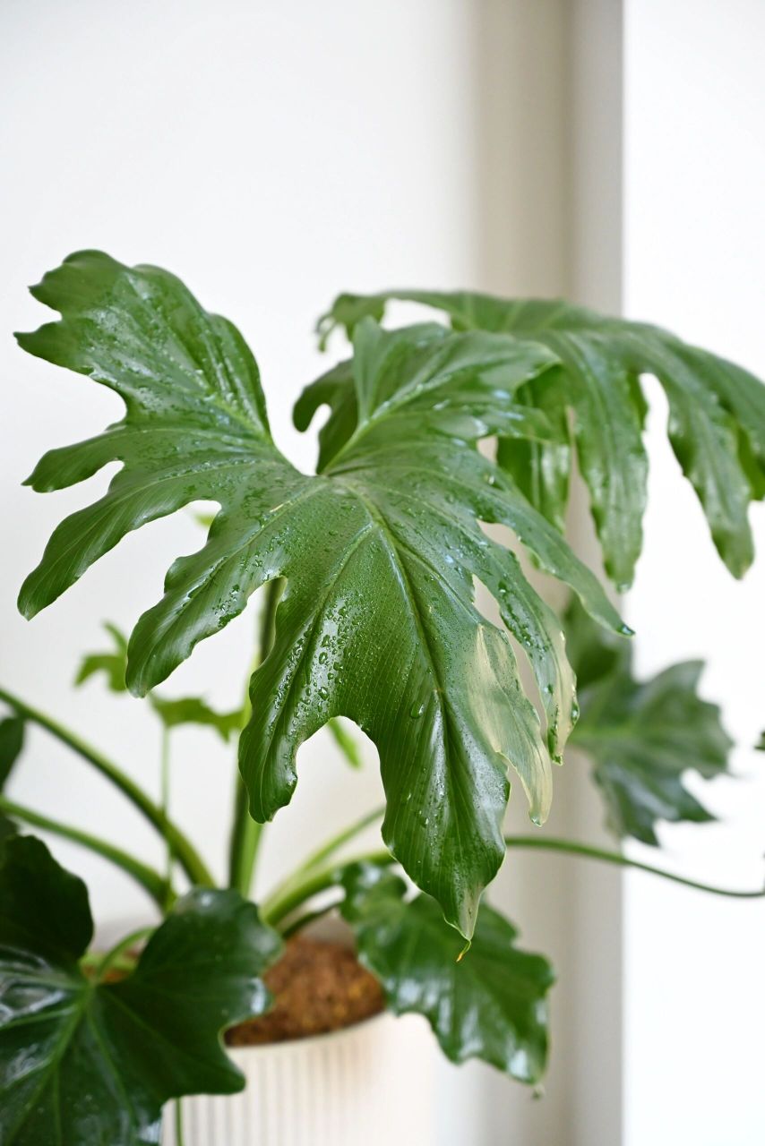 皮实好养的植物:春雨/春羽 98植物分享:春雨/春羽 95寓意:充满