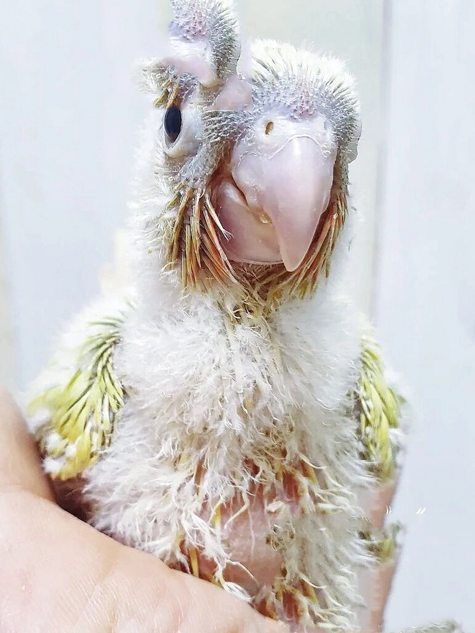 被月亮小太阳鹦鹉的颜色仙到了吗?