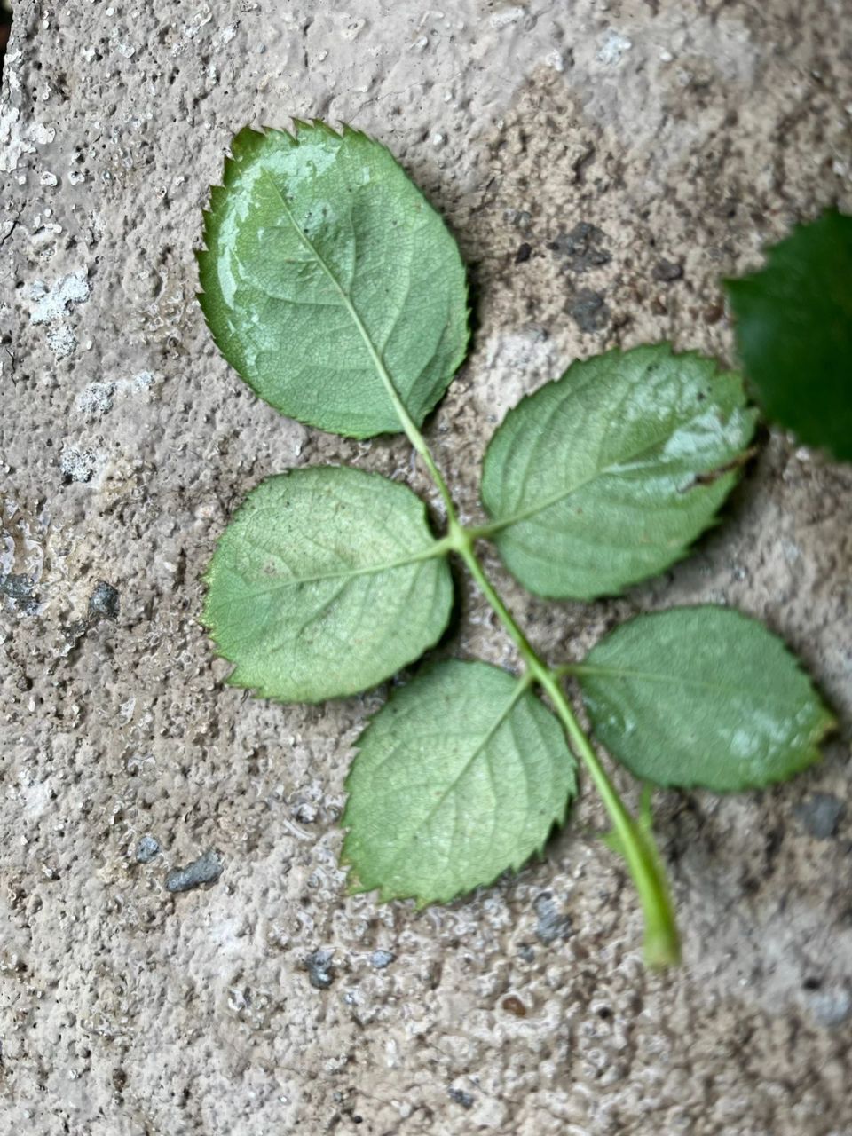 月季虫害|最最最讨厌的红蜘蛛～ 养月季,最最最讨厌的病虫害就是叶螨