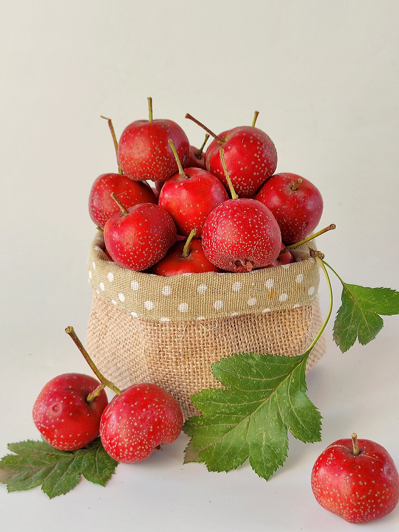 绘画素材//山楂