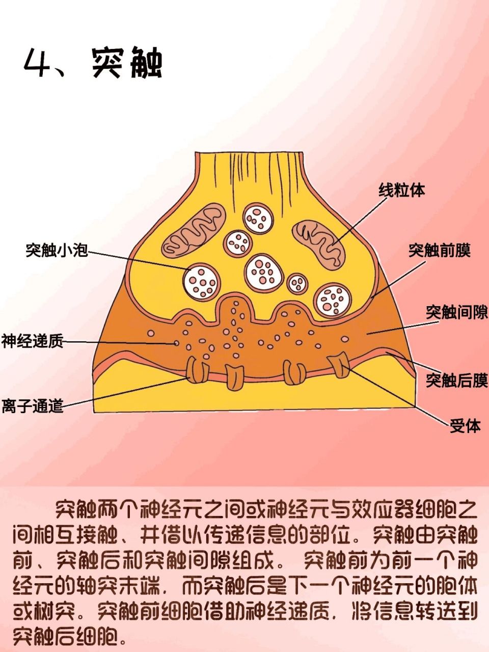 神经纤维的组成图片