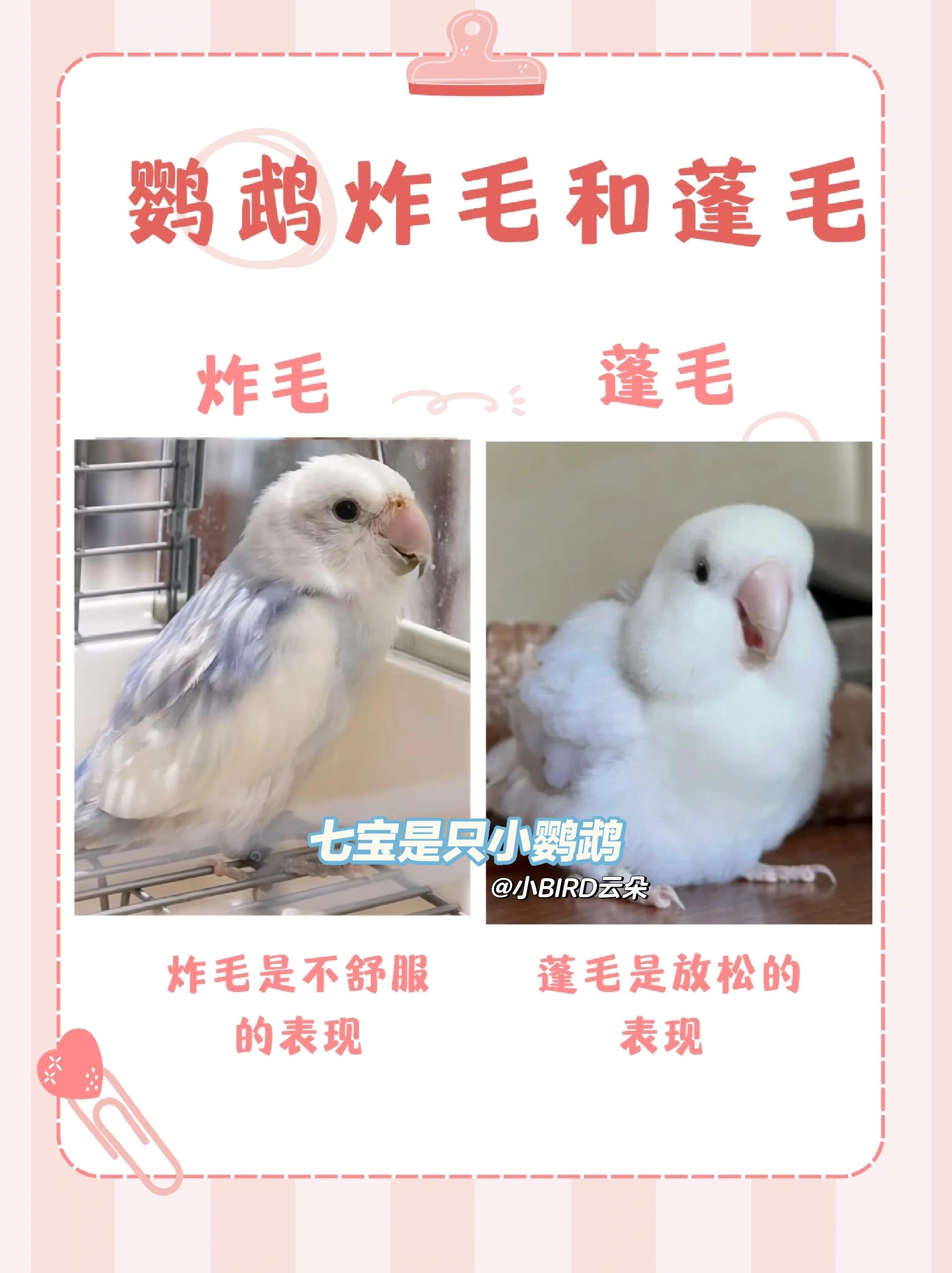 鹦鹉炸毛和蓬毛的区别 96头部不同:鹦鹉蓬毛的时候全身羽毛会舒张