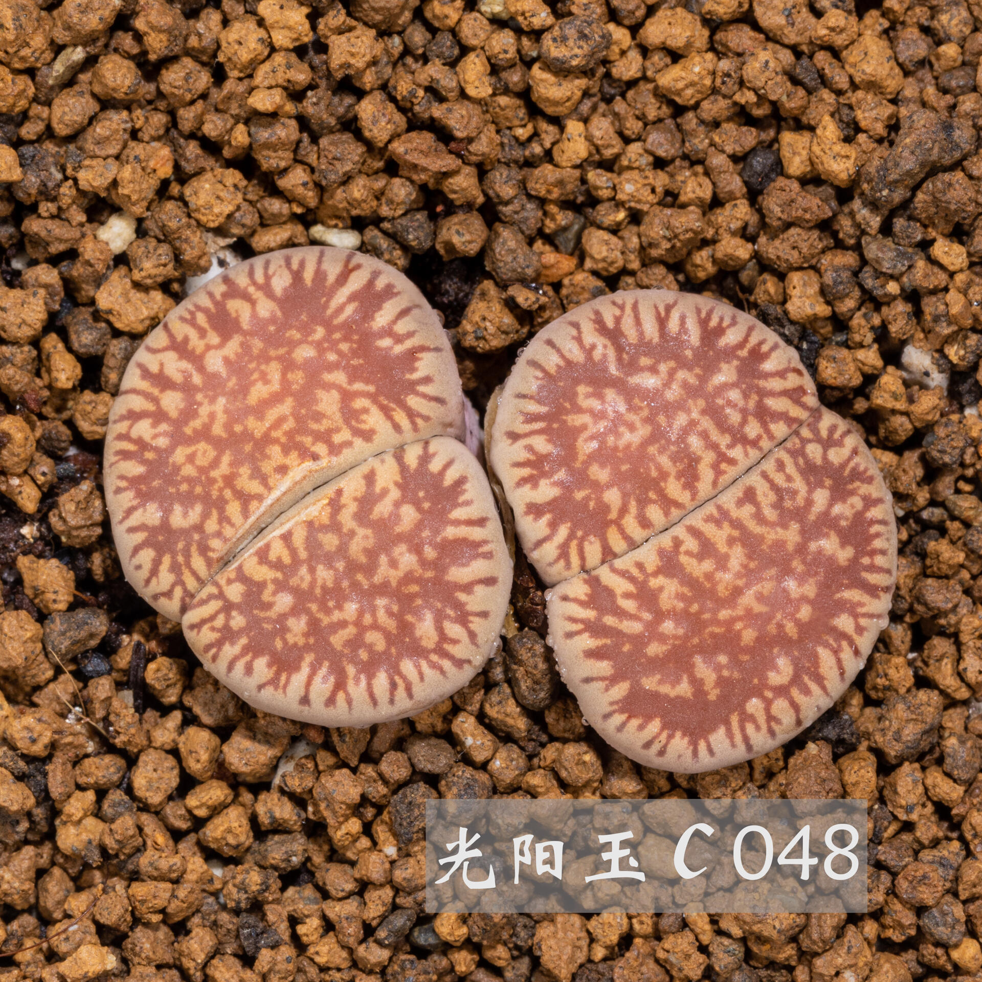 生石花中的小太阳——日轮玉 自古以来人们对太阳又敬畏又崇拜,向往